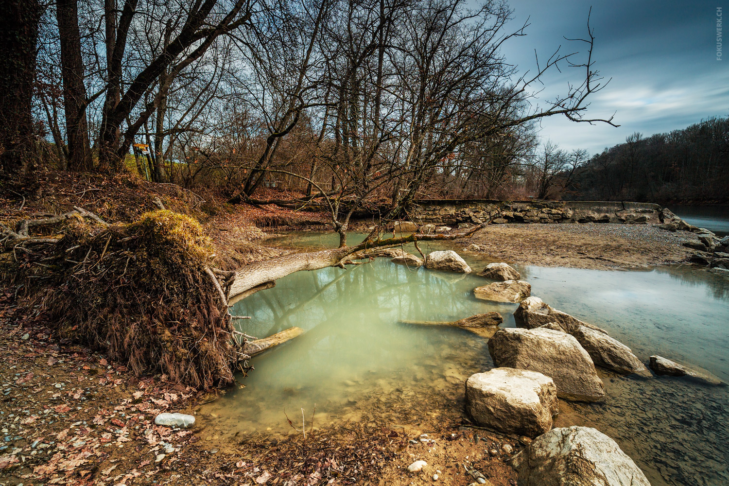 Baum an der Aare in Bern #1