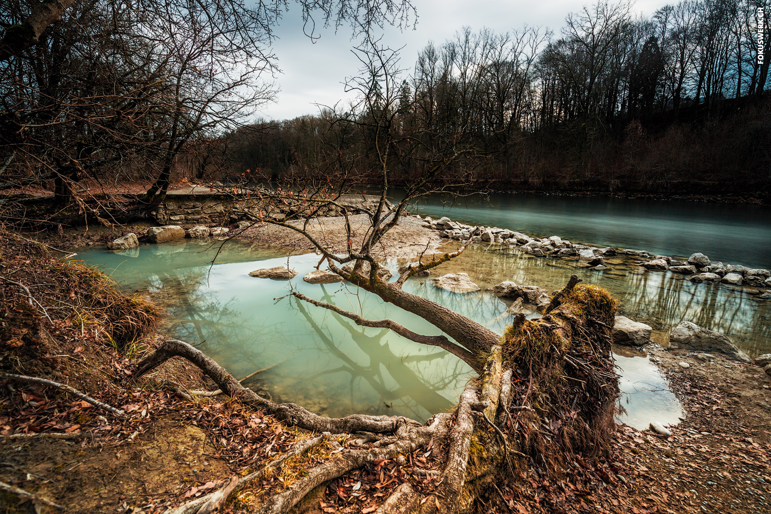 Baum an der Aare in Bern #2