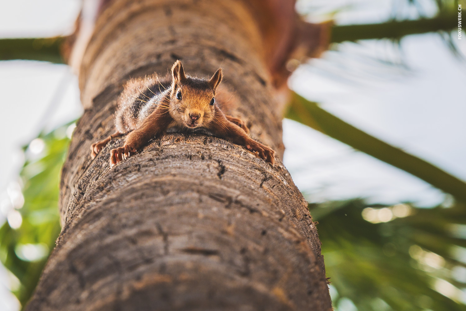 Squirrel hanging upside down on palm tree