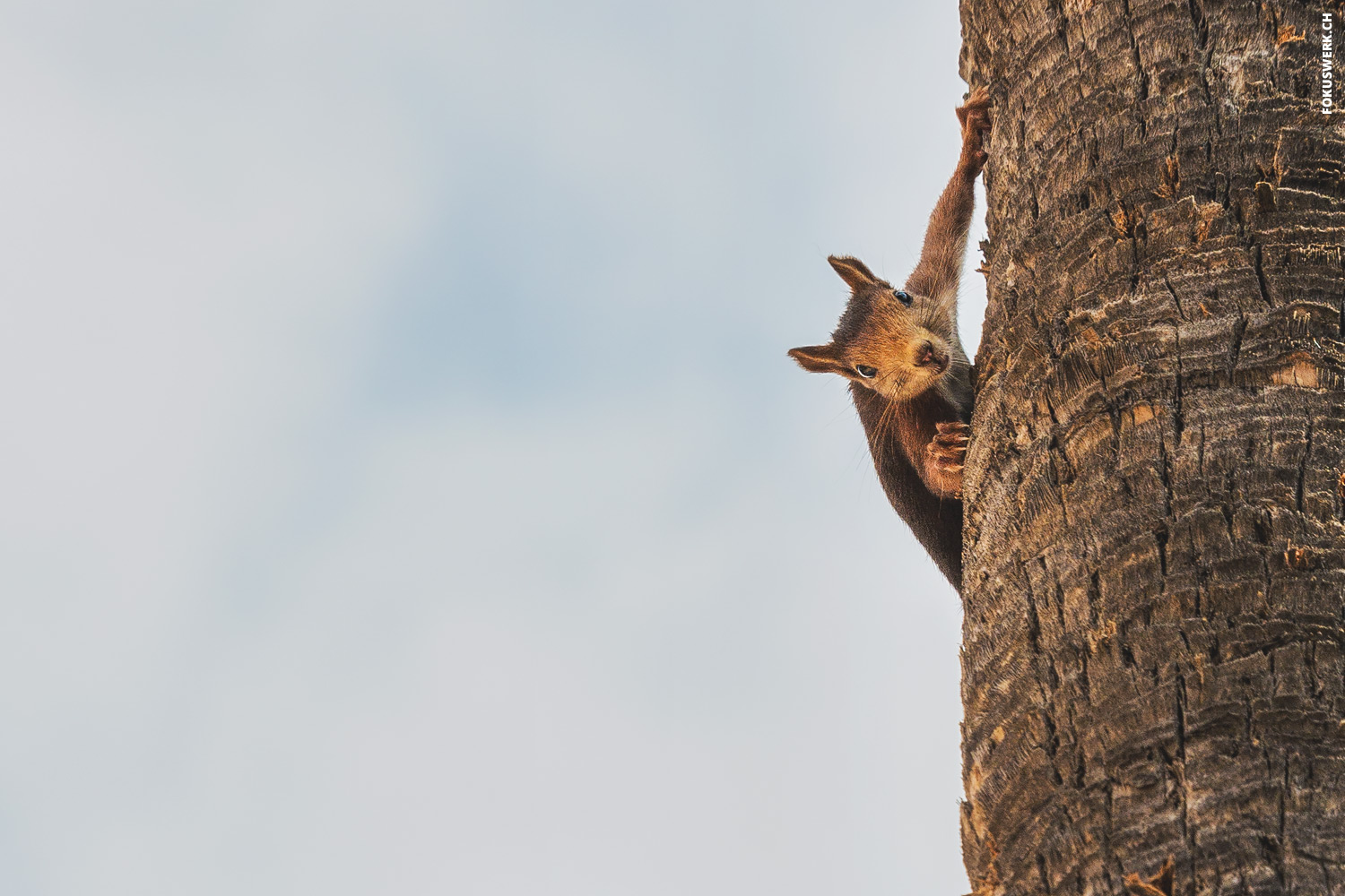 Hanging squirrel