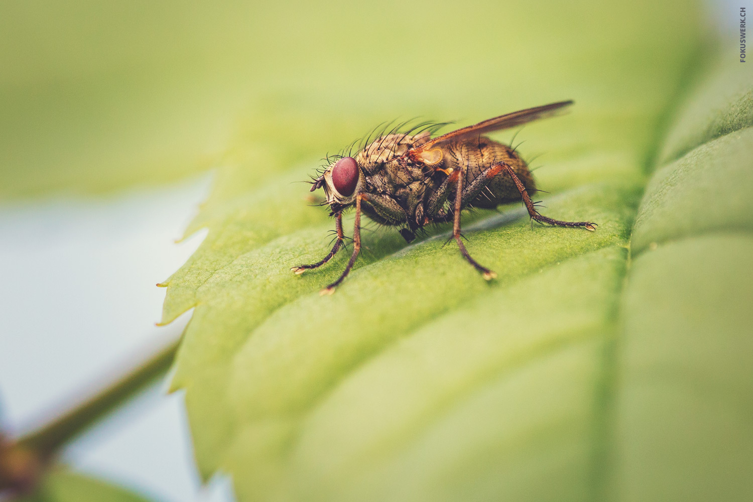 Rotäugige Fliege auf Blatt