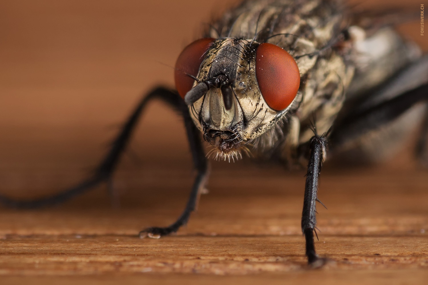 Fliege Nahaufnahme