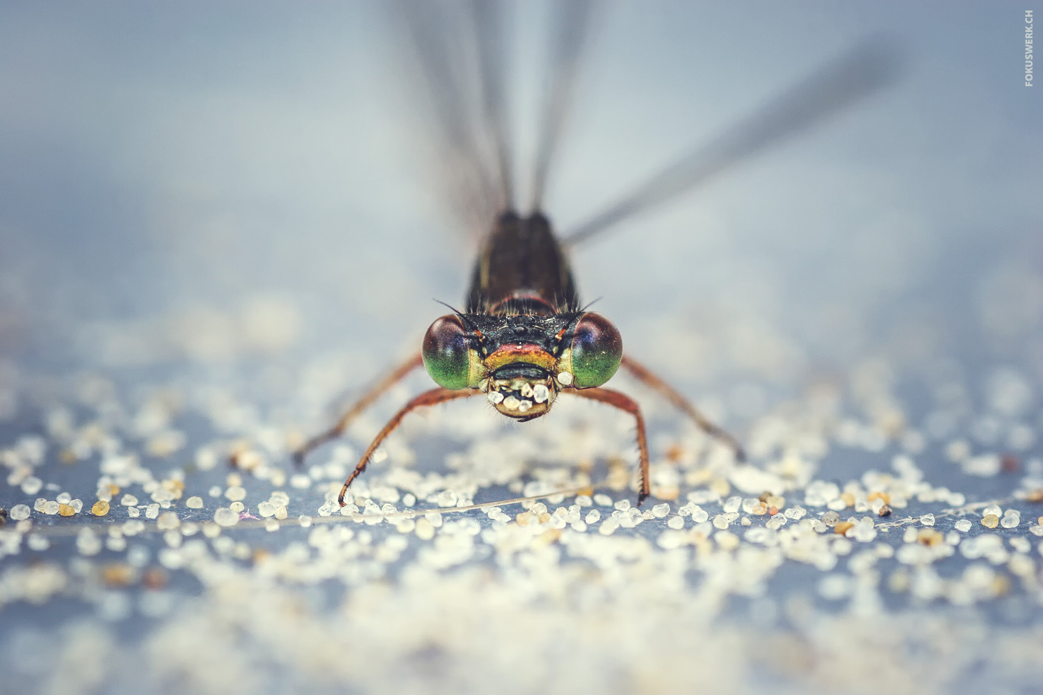 Liebelle im Sand