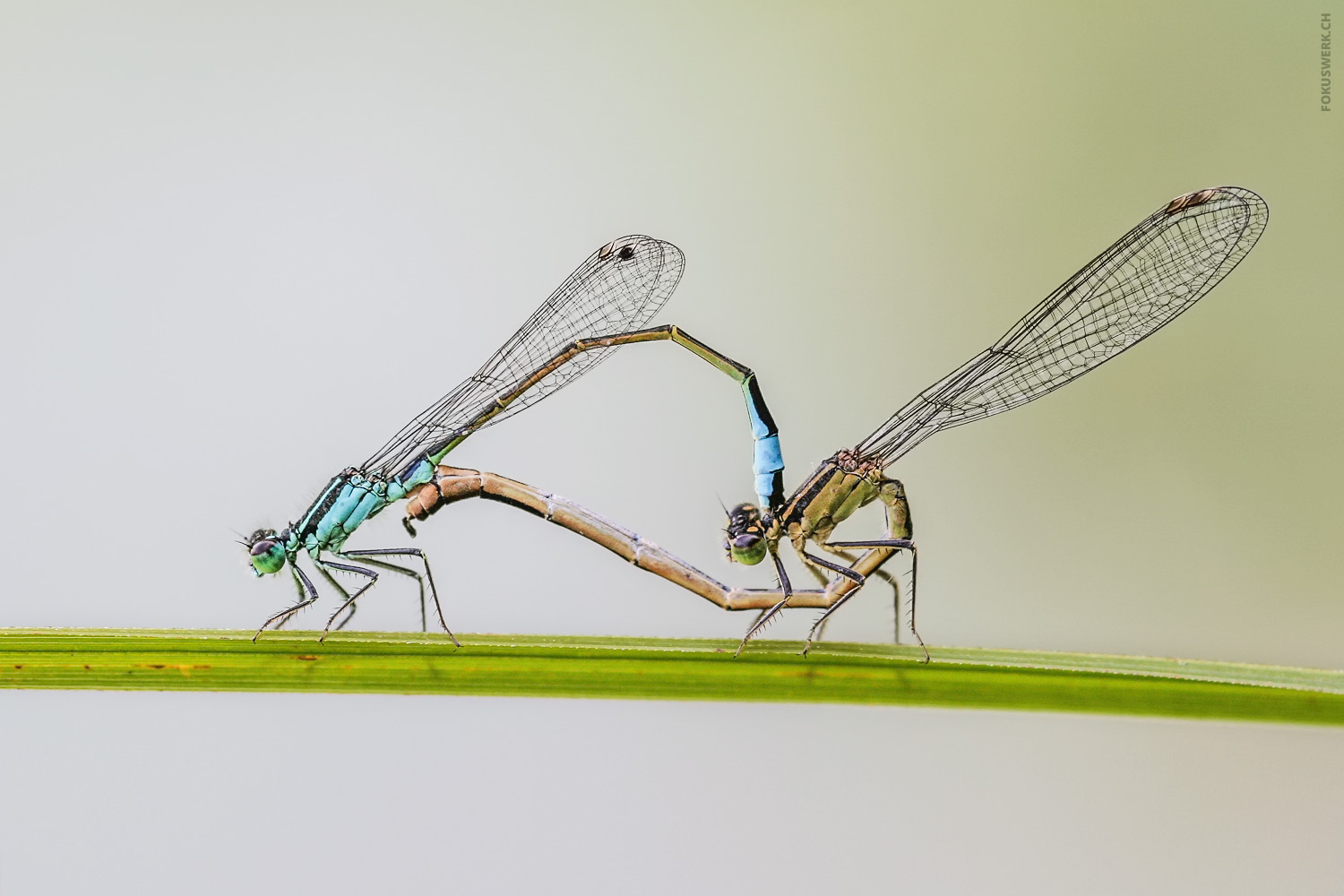 Odonata mating