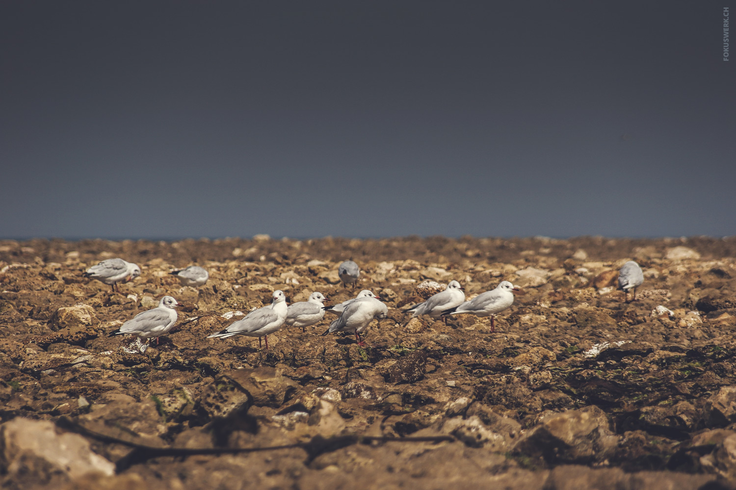 Doves on the Île d'Orléans