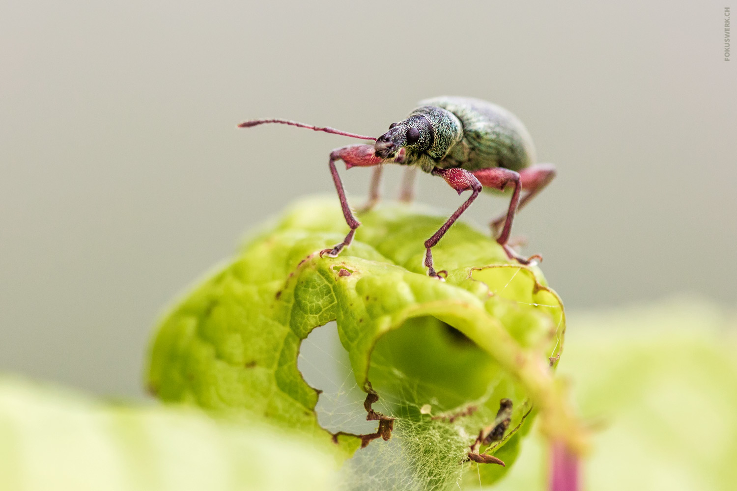 Curculionidae on plant