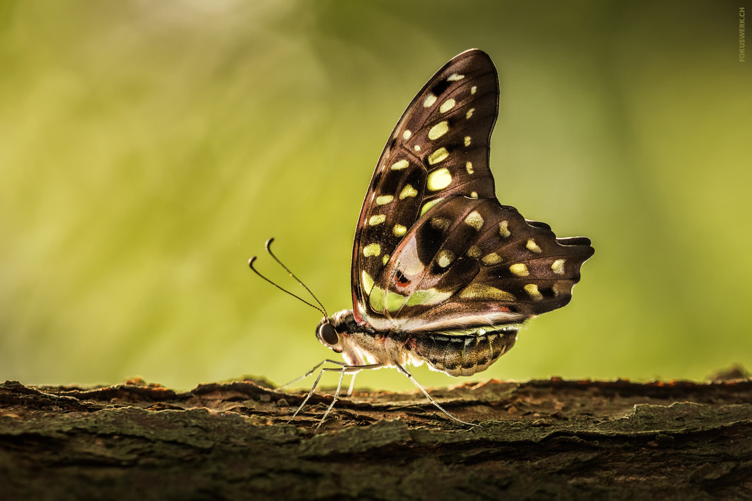 Butterfly contre-jour (Graphium agamemnon)