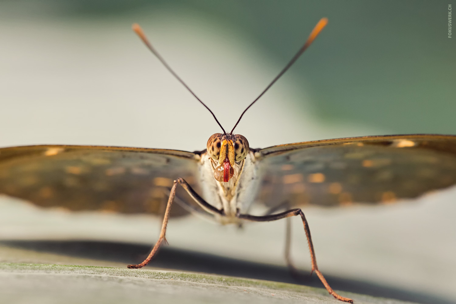 Schmetterling mit Wassertropf