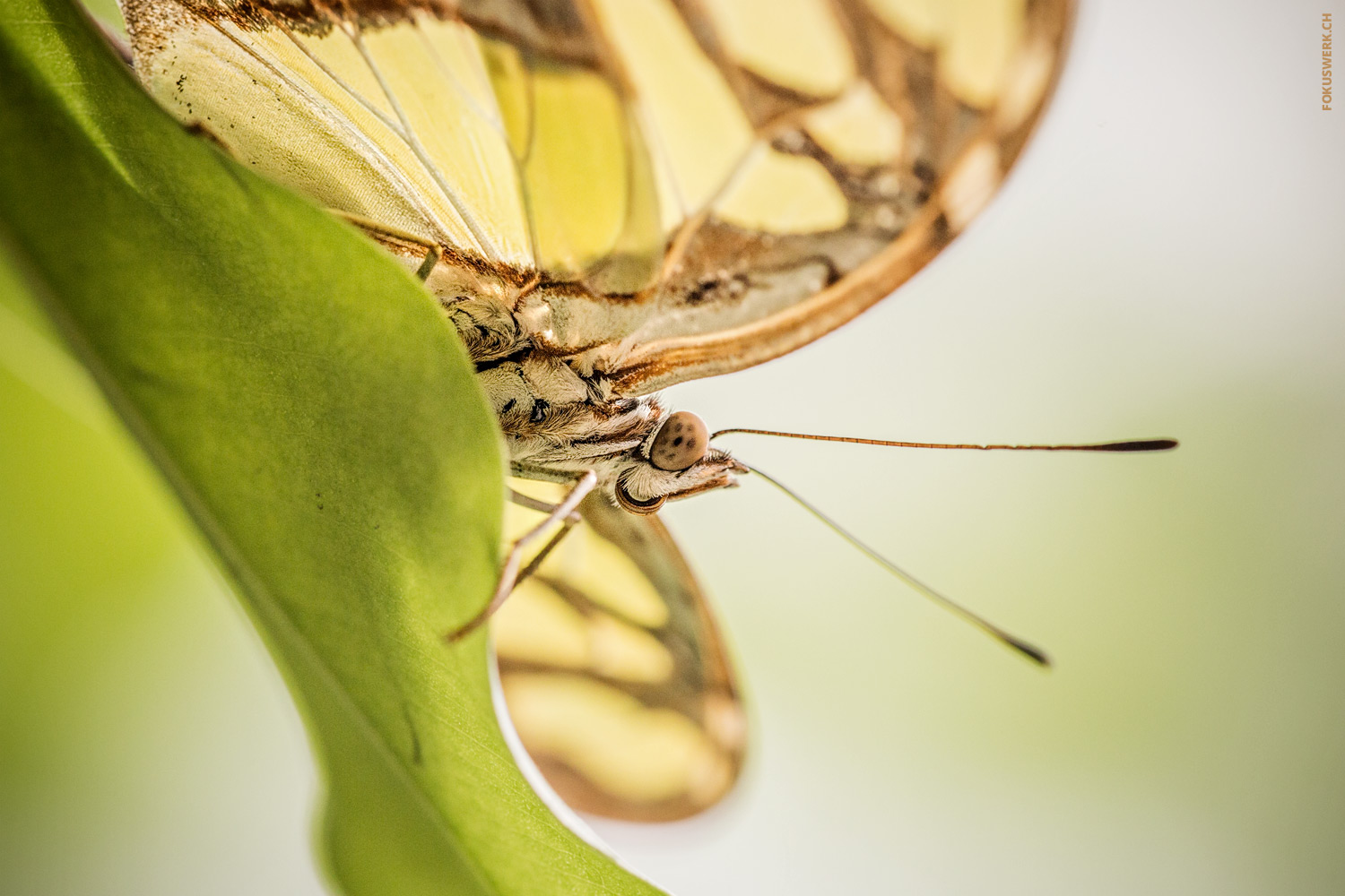 Schmetterling von unten