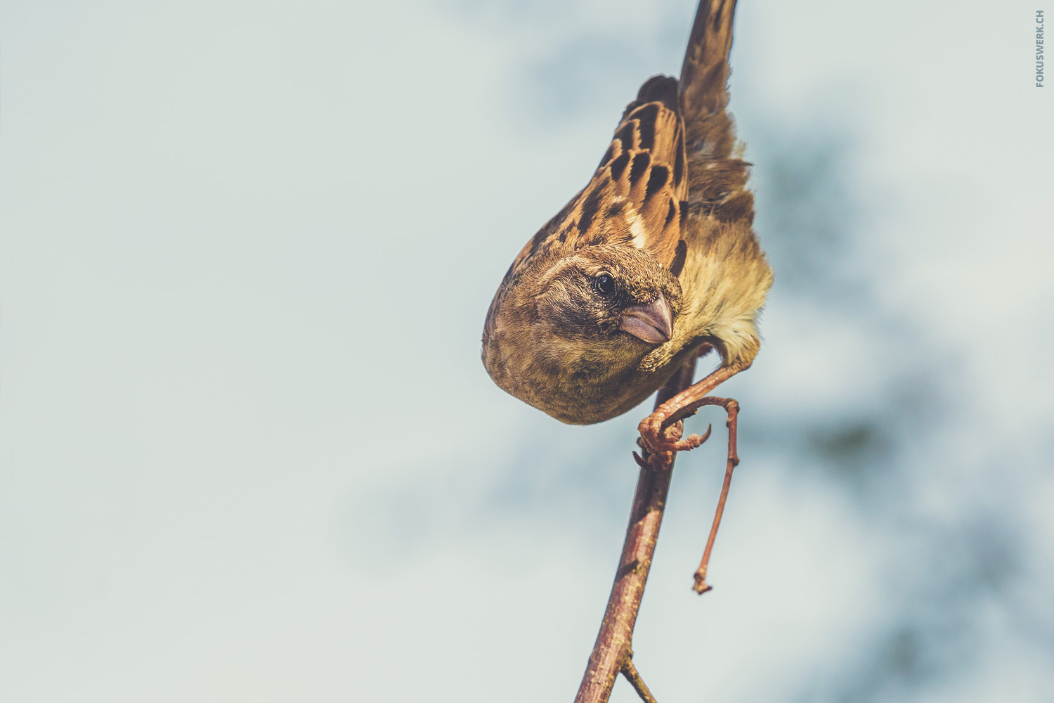 Twisted house sparrow