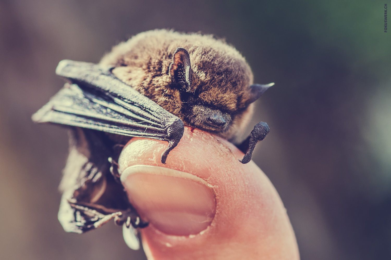 Common pipistrelle on a thumb